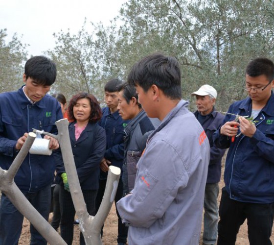 公司從產(chǎn)業(yè)鏈起始端著手，引進(jìn)良種優(yōu)苗，繁育基地苗圃，優(yōu)化樹(shù)種，以?xún)?yōu)質(zhì)的橄欖樹(shù)苗為生產(chǎn)特級(jí)初榨橄欖油提供基礎(chǔ)保障。在以自建萬(wàn)畝國(guó)家標(biāo)準(zhǔn)化油橄欖..